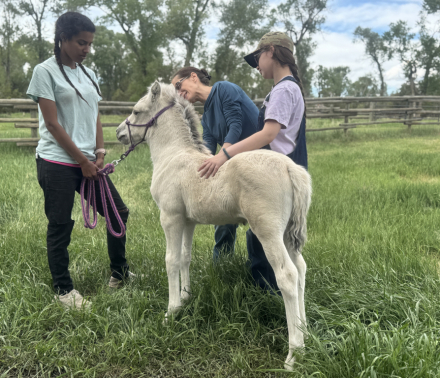 HorseID: 2312428 Sunnyside's Franz - PhotoID: 1097778