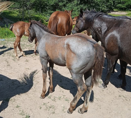 HorseID: 2312449 LD Wyo Kros Blue Sky - PhotoID: 1101628