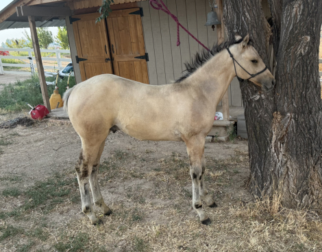 HorseID: 2312575 BANDIT - PhotoID: 1097738