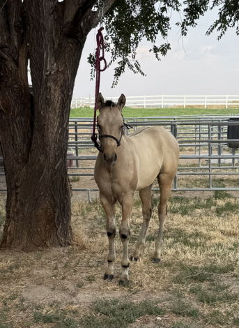 HorseID: 2312575 BANDIT - PhotoID: 1098788