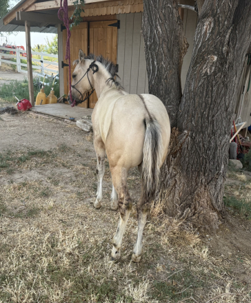 HorseID: 2312575 BANDIT - PhotoID: 1098789