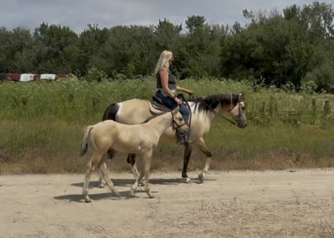 HorseID: 2312575 BANDIT - PhotoID: 1098790