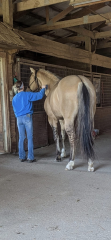 HorseID: 2312575 BANDIT - PhotoID: 1098791