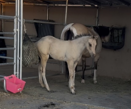 HorseID: 2312575 BANDIT - PhotoID: 1098792