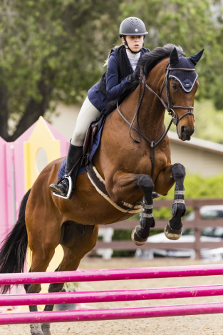 HorseID: 2312583 Dexter Morgan - PhotoID: 1097743