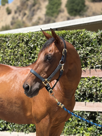 HorseID: 2312583 Dexter Morgan - PhotoID: 1097744