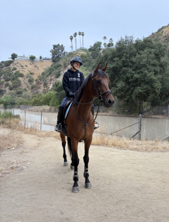 HorseID: 2312583 Dexter Morgan - PhotoID: 1097745