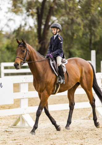 HorseID: 2312583 Dexter Morgan - PhotoID: 1097746