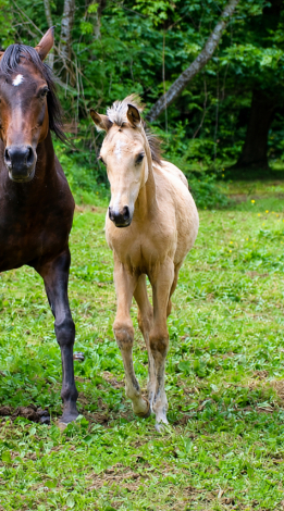 HorseID: 2312702 KS Hot Starry Nite - PhotoID: 1097876