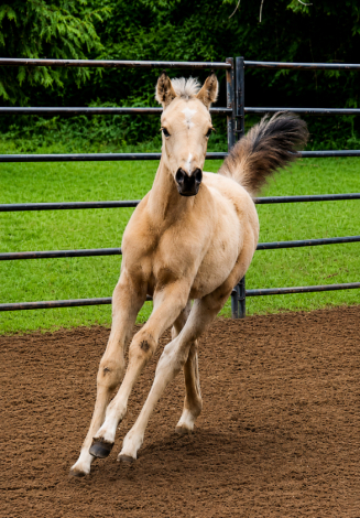 HorseID: 2312702 KS Hot Starry Nite - PhotoID: 1097877