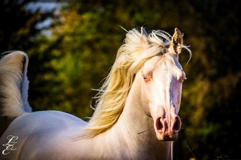HorseID: 2312702 KS Hot Starry Nite - PhotoID: 1097878