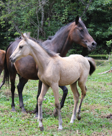 HorseID: 2312702 KS Hot Starry Nite - PhotoID: 1101511