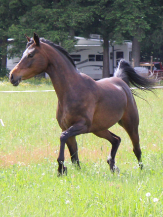 HorseID: 2312702 KS Hot Starry Nite - PhotoID: 1101512