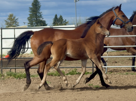 HorseID: 2312764 Juicy Lucy - PhotoID: 1098174