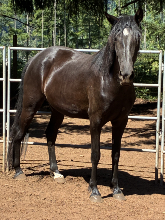 HorseID: 2312770 Scout’s Secret - PhotoID: 1102288
