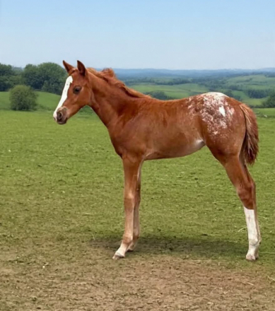 HorseID: 2312811 Ddar I Hada Vision - PhotoID: 1098045