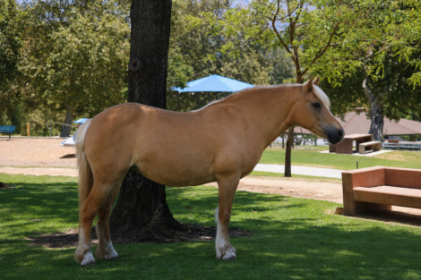 HorseID: 2312989 CHARLOTTE - PhotoID: 1098270