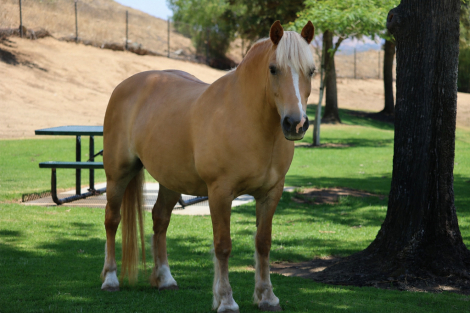 HorseID: 2312989 CHARLOTTE - PhotoID: 1098271