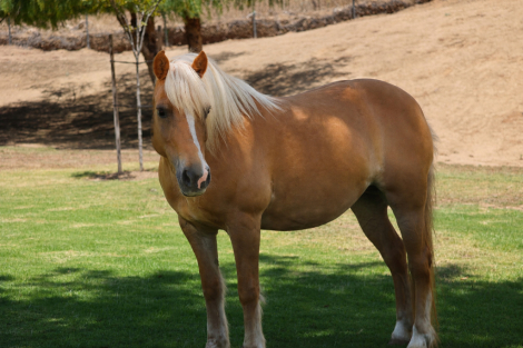 HorseID: 2312989 CHARLOTTE - PhotoID: 1098272