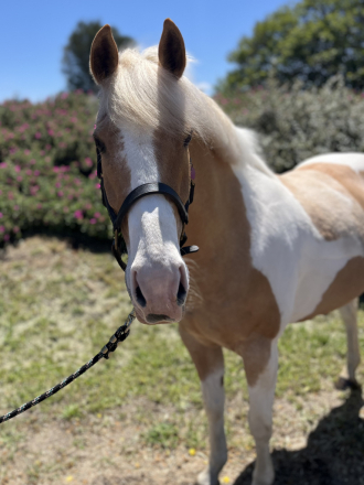 HorseID: 2313016 Peaches & Cream - PhotoID: 1098308