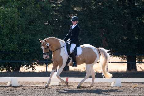 HorseID: 2313016 Peaches & Cream - PhotoID: 1098309