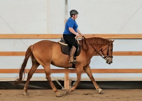 HorseID: 2313065 Poets Shining Starlight - PhotoID: 1101909