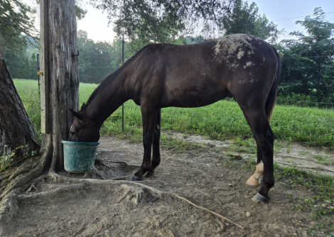 HorseID: 2313294 JS Mucho DInero - PhotoID: 1102417