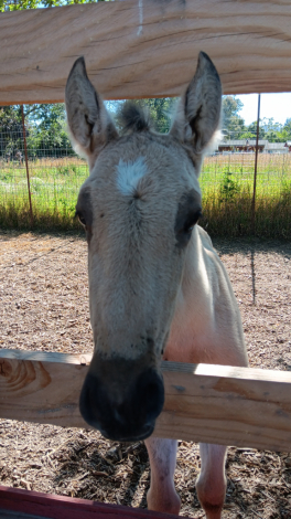 HorseID: 2313707 Xorcerer POWR - PhotoID: 1099218