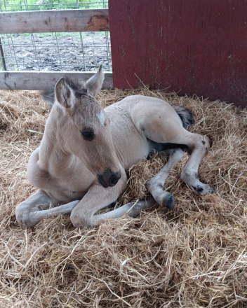 HorseID: 2313707 Xorcerer POWR - PhotoID: 1099219