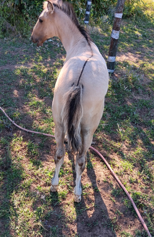 HorseID: 2313707 Xorcerer POWR - PhotoID: 1099220