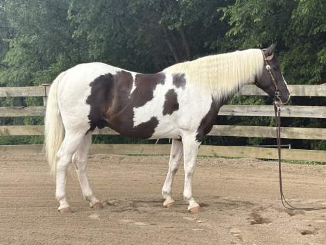 HorseID: 2313790 Navi - PhotoID: 1099320