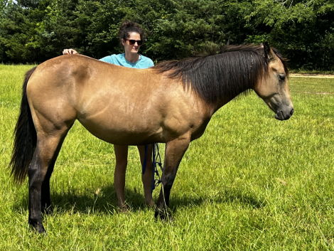 HorseID: 2313792 Tigerlilly - PhotoID: 1099323