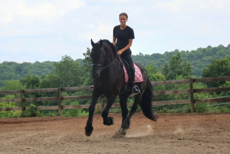 HorseID: 2313955 Naymak SBS - PhotoID: 1099504