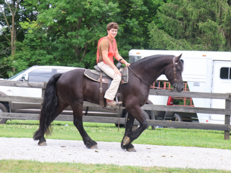 HorseID: 2313955 Naymak SBS - PhotoID: 1099506