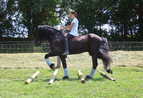 HorseID: 2313955 Naymak SBS - PhotoID: 1099507