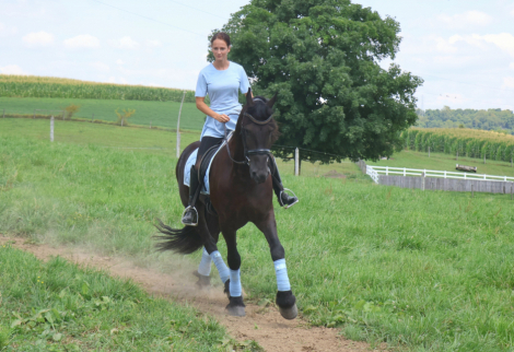 HorseID: 2313955 Naymak SBS - PhotoID: 1103263