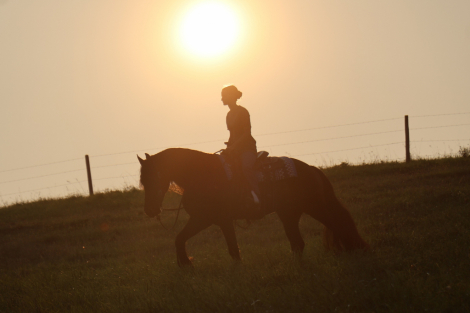 HorseID: 2313955 Naymak SBS - PhotoID: 1103264
