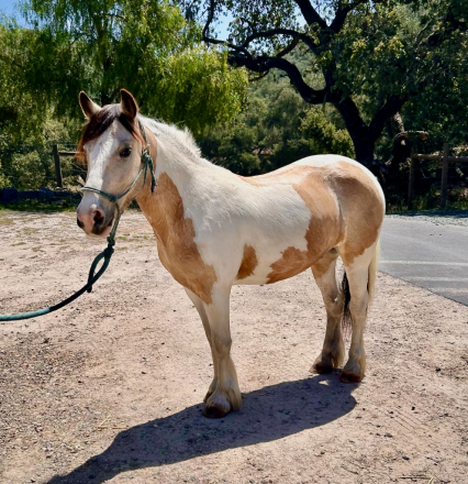 HorseID: 2313966 Rocky Creek Tango - PhotoID: 1102589