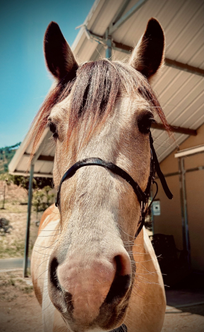 HorseID: 2313966 Rocky Creek Tango - PhotoID: 1102590