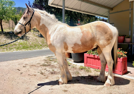 HorseID: 2313966 Rocky Creek Tango - PhotoID: 1102591