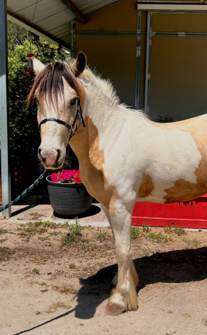 HorseID: 2313966 Rocky Creek Tango - PhotoID: 1102592