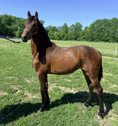 HorseID: 2313970 HLM Promise Your Luv - PhotoID: 1102619