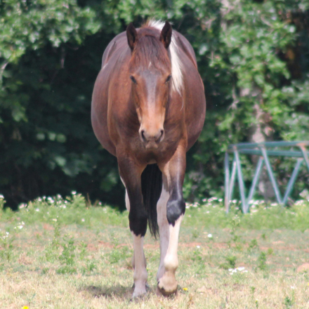 HorseID: 2313995 WT Mystic Charm - PhotoID: 1099533
