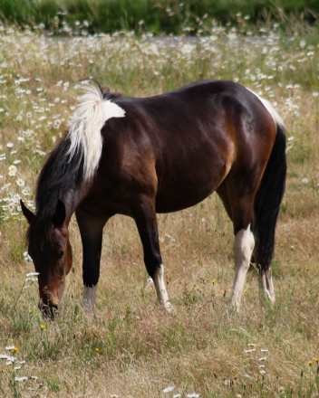 HorseID: 2313995 WT Mystic Charm - PhotoID: 1099534