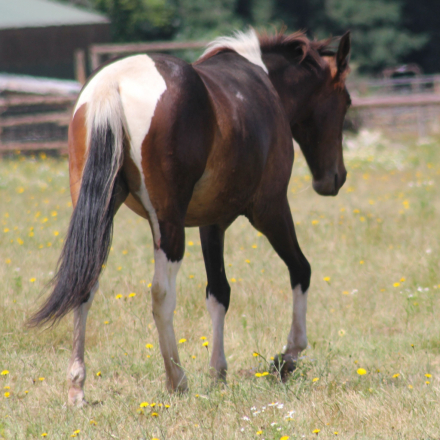 HorseID: 2313995 WT Mystic Charm - PhotoID: 1099535