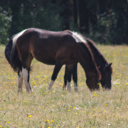 HorseID: 2313995 WT Mystic Charm - PhotoID: 1099536