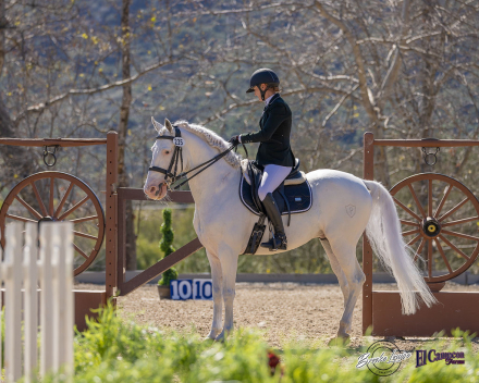 HorseID: 2314004 MP Merlyn - PhotoID: 1099550