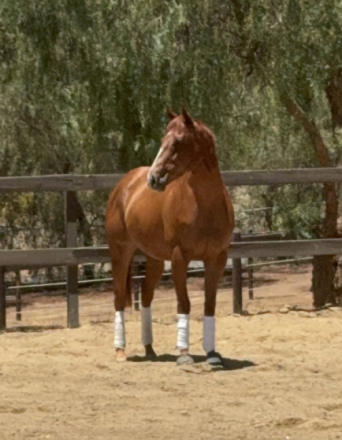HorseID: 2314010 Lane - PhotoID: 1102253