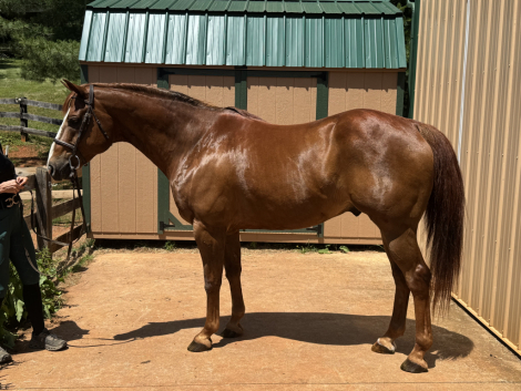 HorseID: 2314068 Triton - PhotoID: 1101970