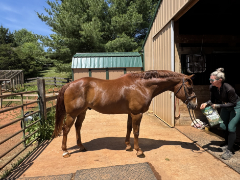 HorseID: 2314068 Triton - PhotoID: 1101971